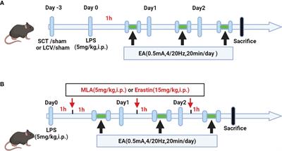 Electroacupuncture Alleviates LPS-Induced ARDS Through α7 Nicotinic Acetylcholine Receptor-Mediated Inhibition of Ferroptosis